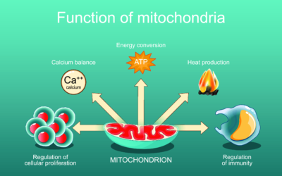 Mitochondrial Health