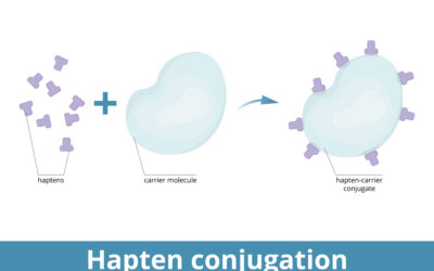 Haptens, Inflammation, and Chronic Pain